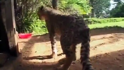 National Geographic Wild Documentary - Animals Life in forest