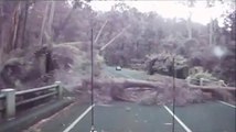 When trees fall so close to cars on highway : lucky drivers!