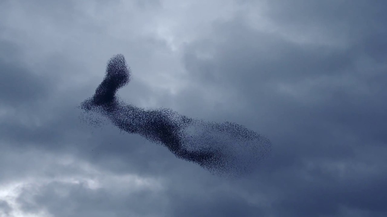 Nuées d'oiseaux dans le ciel hollandais!