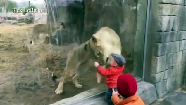 A Lioness Tries To Play With Baby From Behind The Glass