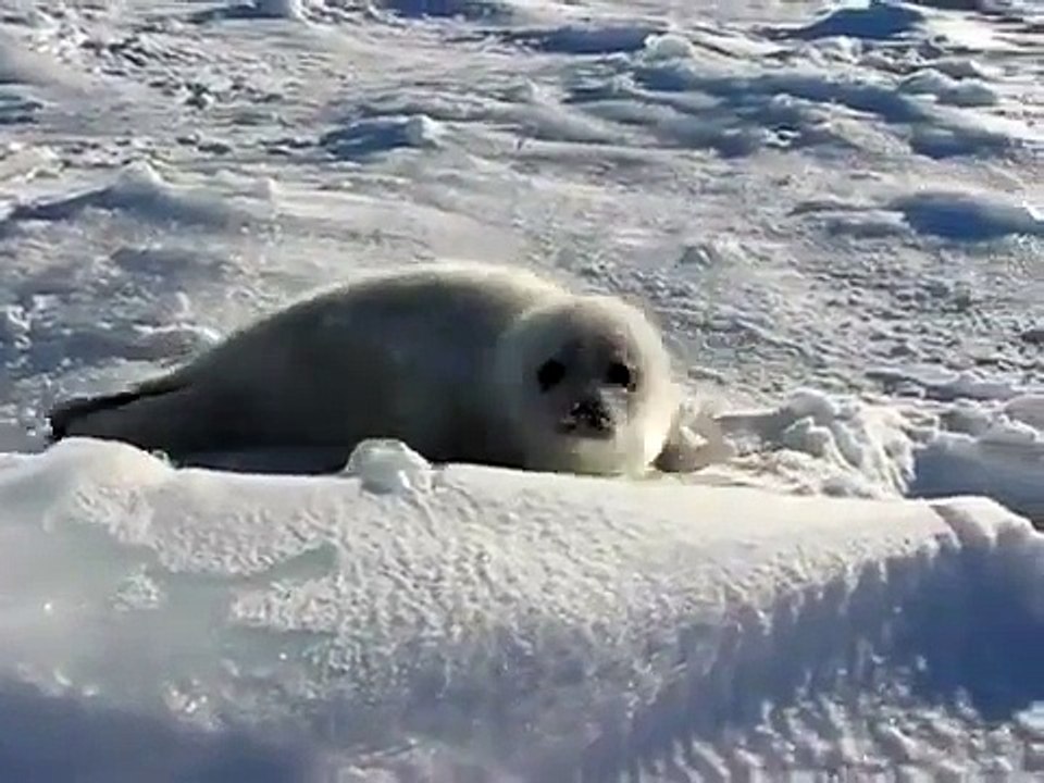 Baby Seal Playing In The Snow