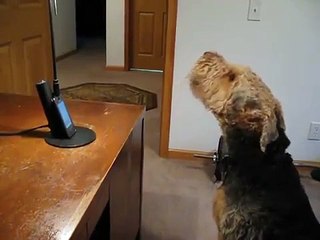 Dog Misses His Mummy