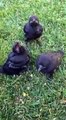 Adorable Baby Crows Being Spoon Fed