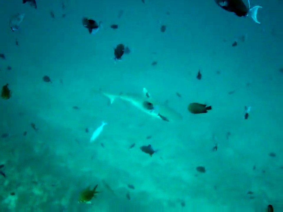 Velidhu Maldives, requin gris de récif