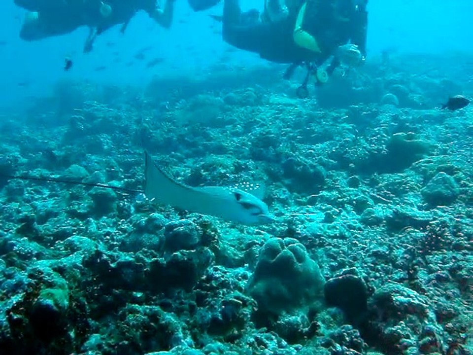 Velidhu Maldives,raie aigle 5
