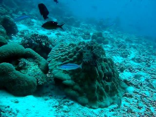 Velidhu Maldives, poulpe, pieuvre 2