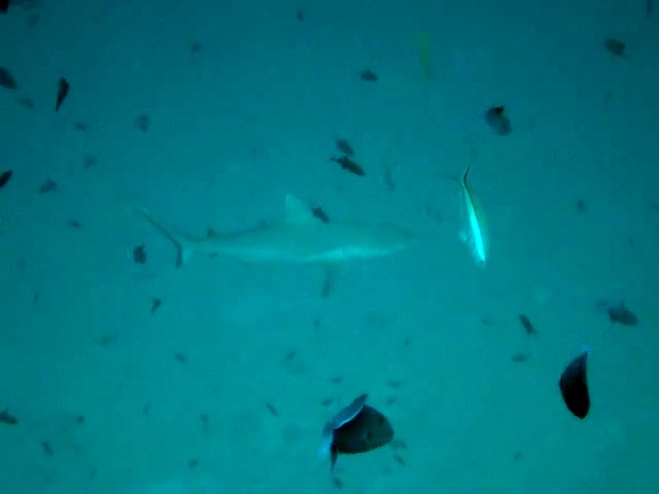 Velidhu Maldives, requin gris de récif 6
