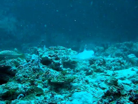 Velidhu Maldives, requin pointe blanche