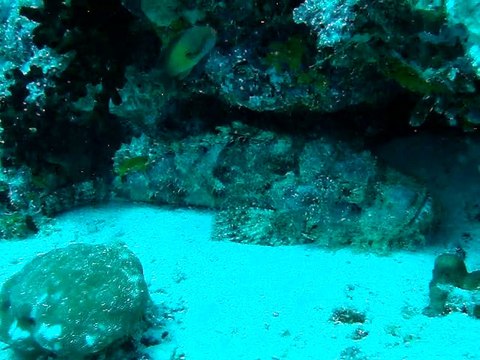 Velidhu Maldives, poisson scorpion,