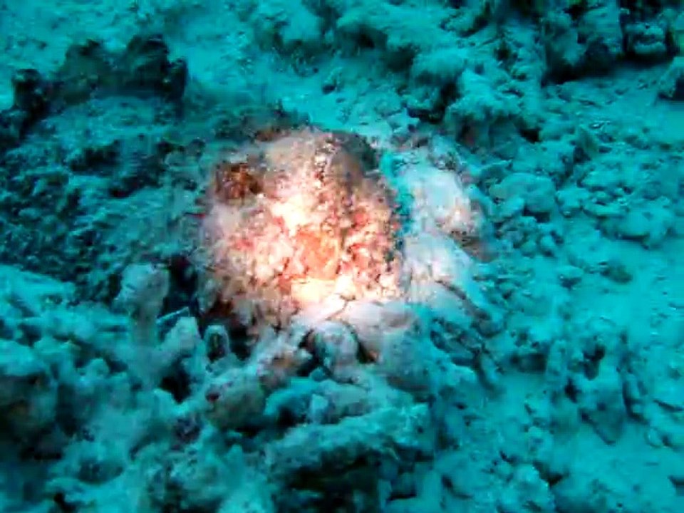 Velidhu Maldives, poisson pierre