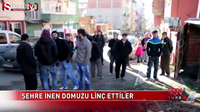 Şehre inen domuzu böyle linç ettiler