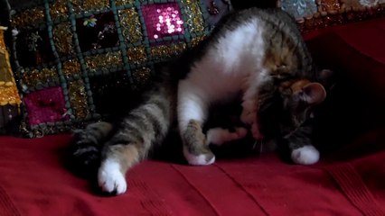 Petite toilette de Ioka