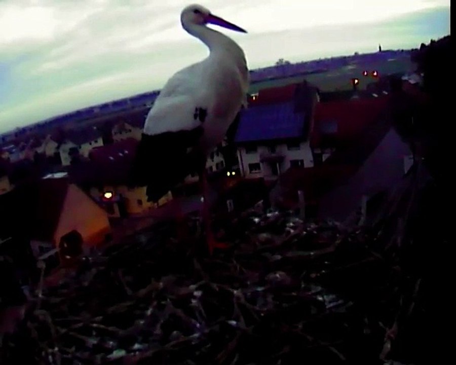 19.01.15 Lara dans la grisaille du matin / im Morgengrauen