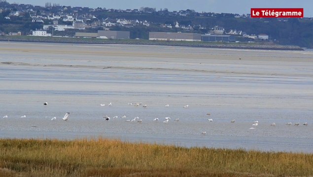 Oiseaux d'eau. On compte, en baie de Saint-Brieuc