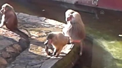 Anne Babun, Ölü Doğan Yavrusunu Yanından Ayırmadı