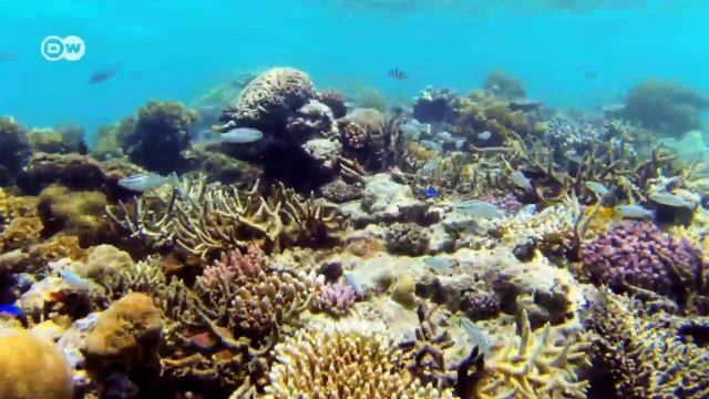 Fiyi: arrecifes coralinos protegen la diversidad de especies | Global 3000