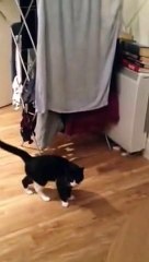 Mr Bouncy Cat - The Funny Cat Walk Hop