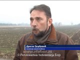 Pšenica i ječam u dobrom stanju, 19. januar 2015. (RTV Bor)