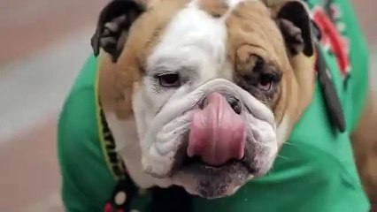 He is Lucky Man - Funny Videos 2015 [NEW]- Try not to laugh