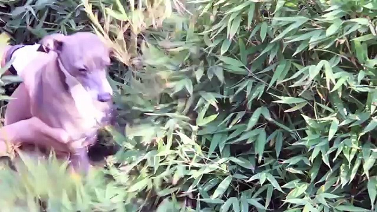What Are This Remix