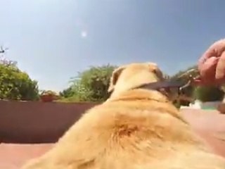 Miren que hace este perro cuando lo sueltan!! 2015