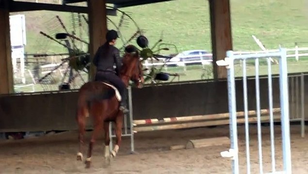 LES JOURNEES DE MICHOU64 W-D.D. - 14 JANVIER 2015 - PAU - N° 3 - LEÇON DE SAUT D'OBSTACLES AUX ETRIERS D'AQUITAINE A ASSAT.