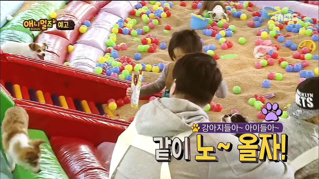 YulAnimalsPreview