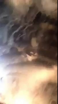 Une voiture de chasseurs est attaquée par une horde d'oies et de canards