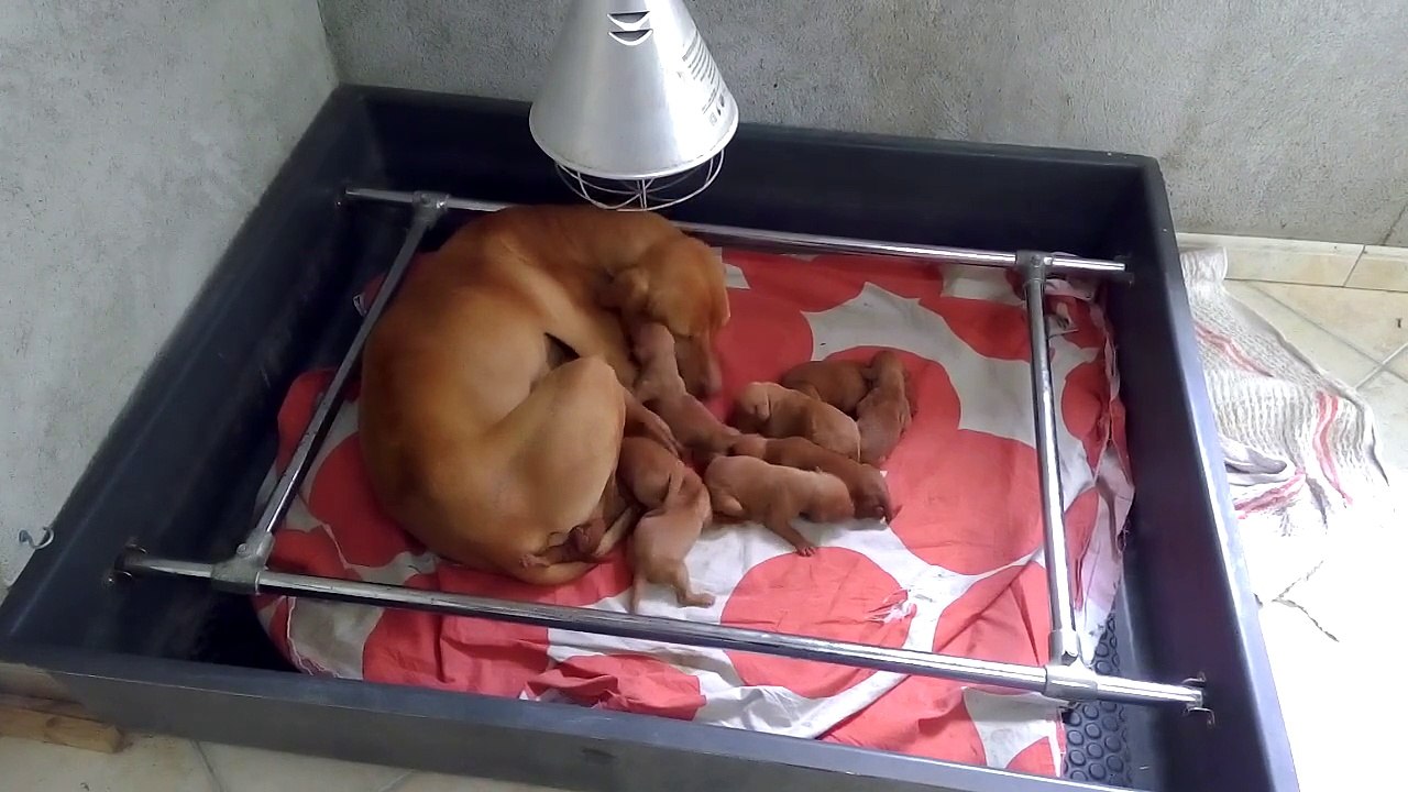 EDEN DU CLOS DE LA BEAUME et ses chiots 19/01/2015