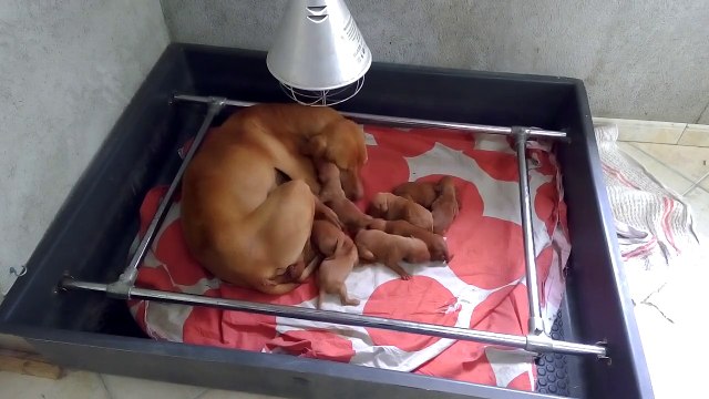 EDEN DU CLOS DE LA BEAUME et ses chiots 19/01/2015