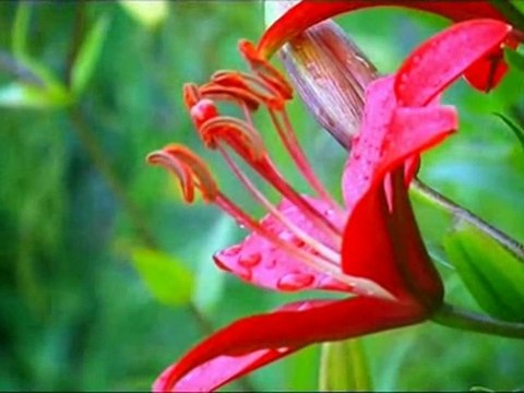 115 - Жизнь первых людей в раю.