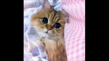Funny Cats - Funny Animal Videos_ Funny Cats Videos - Funny Animals 2015