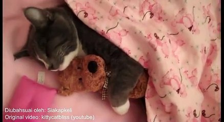 Oyuncağı Olmadan Uyuyamayan Kedi
