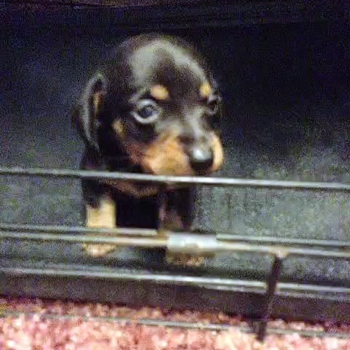 ce bébé chien pousse le plus mignon des cris