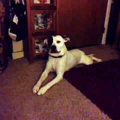 le plus triste des chiens