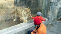 Une lionne joue avec un enfant au zoo
