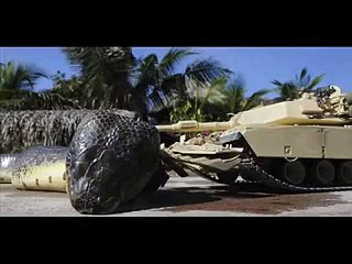 World's Largest snake ever seen