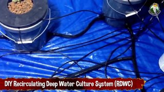 Do It Yourself Recirculating Deep Water Culture System (RDWC)
