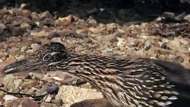 VID-20150118-WA0000.mp4