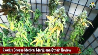 Exodus Cheese Cannabis Strain Review And Pre-Harvest Marijuana Showoff