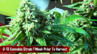 G-13 Cannabis Strain 1 Week Prior To Harvest