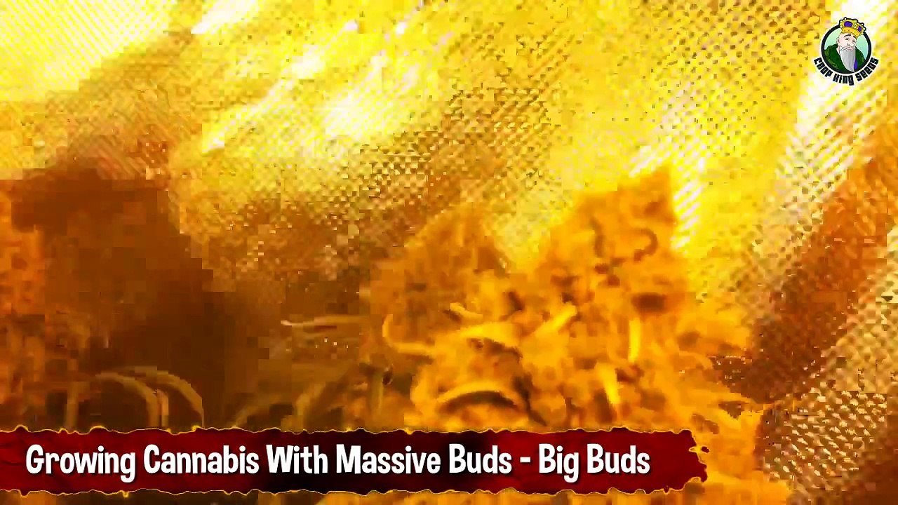 Growing Cannabis With Massive Buds - Huge Marijuana Colas_ Giant Nugs_ Big Buds