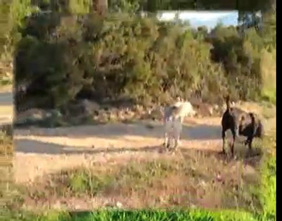 "De la Haut "... ... Prisca 1999-2006