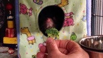 This rat really hates broccoli and vegetables.. Like Kids!