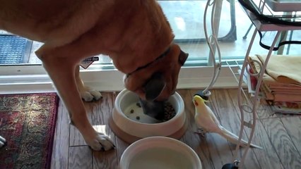 amazing bird talking to dog while dog eats!