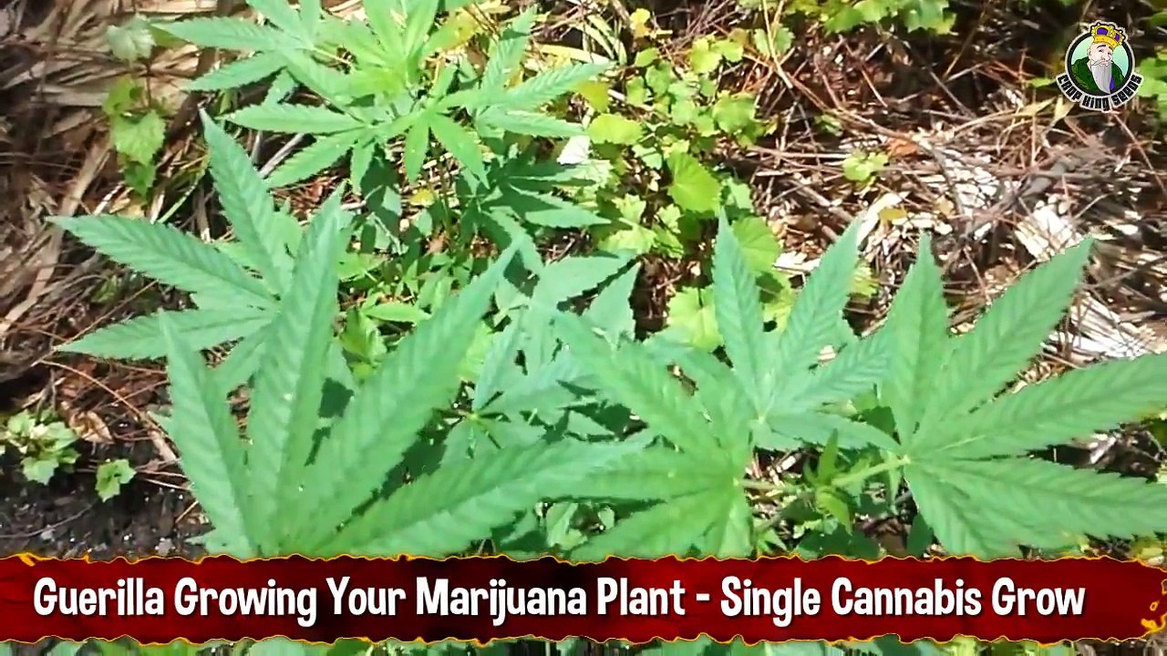 Guerilla Growing Your Marijuana Plant - Single Cannabis Grow