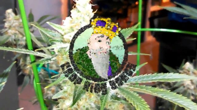 Hells Angel OG Medical Marijuana Strain Review