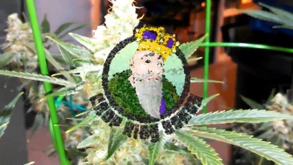 Hells Angel OG Medical Marijuana Strain Review