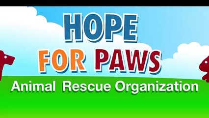 L'histoire de Cadence, une Pitbull de combat abandonnée