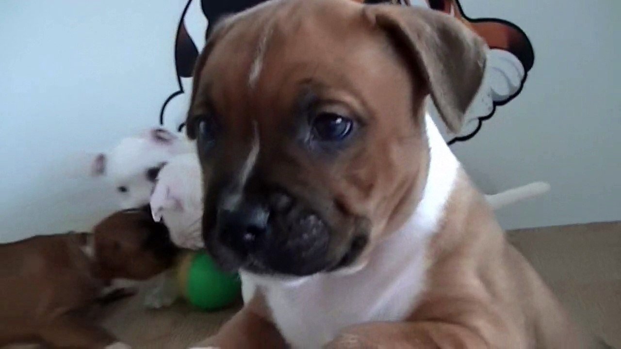 74ème vidéo de chiot staffie de la 18ème portée de Staffordland
